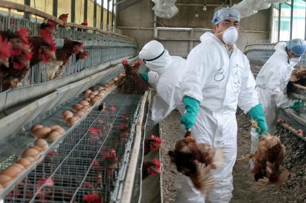 Chile sacrificó 40.000 aves de corral por brote de gripe aviar