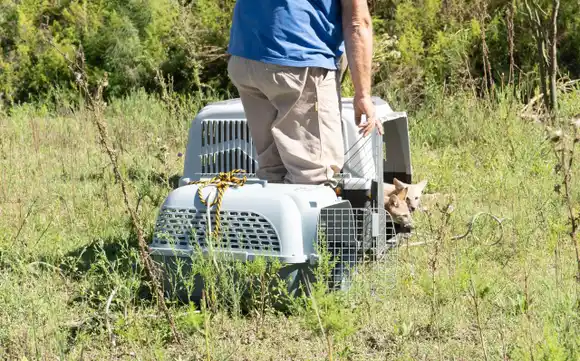La provincia confirmó que liberó más de 450 animales silvestres en sus hábitats naturales este 2025