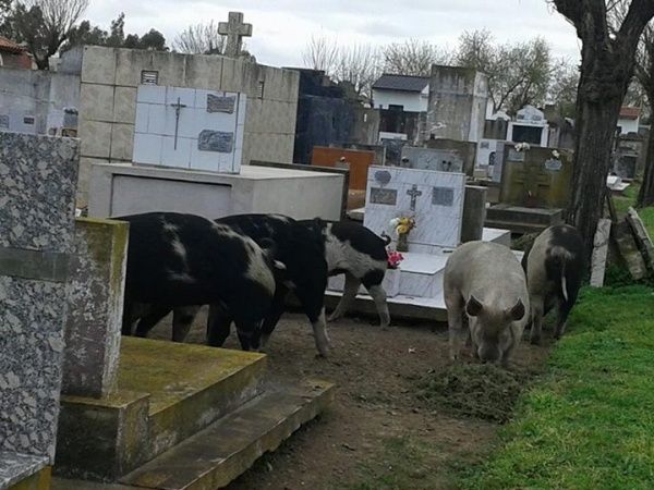 Destrozos en el cementerio de Las Flores: Encontraron chanchos sueltos entre las tumbas