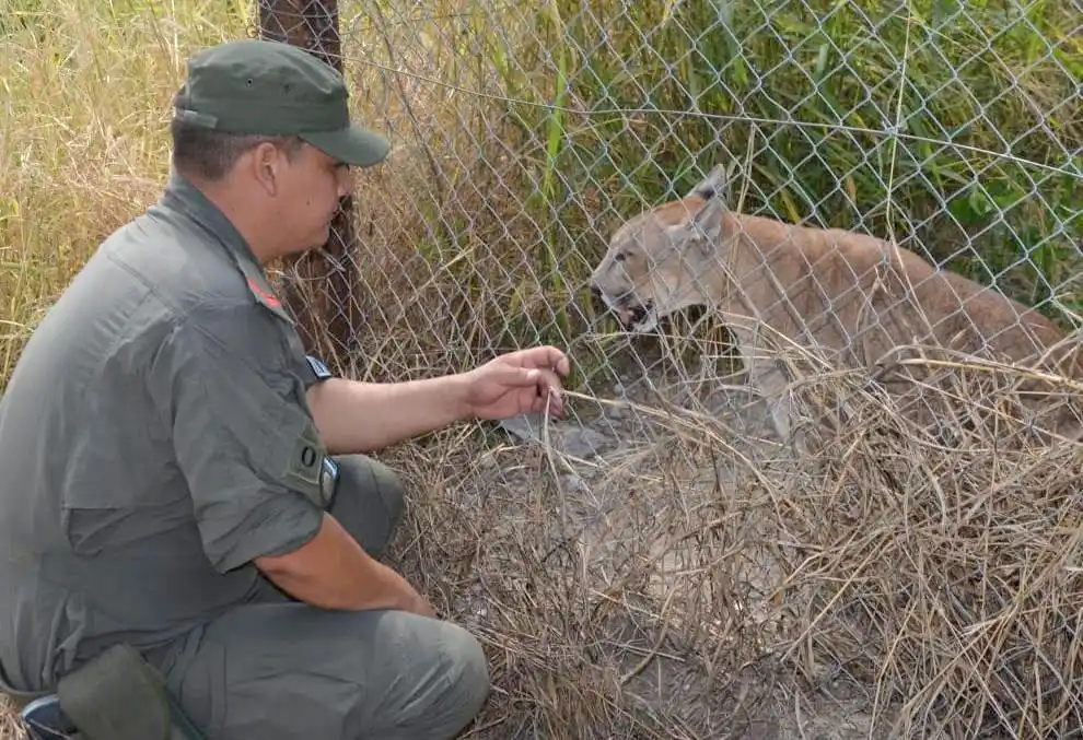 Recuperan 11 ejemplares de pumas concolor que estaban en cautiverio