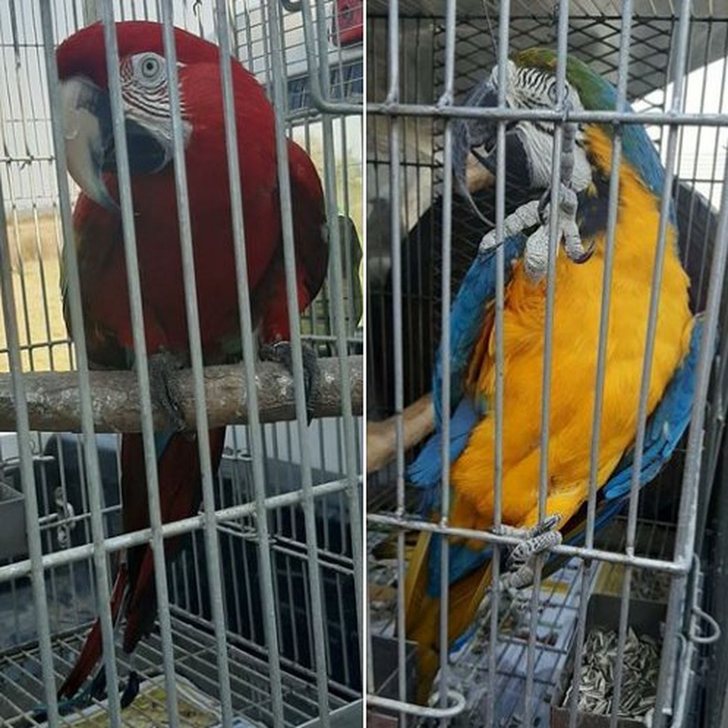 Desestimaron un pedido para restituir a los dos guacamayos con su dueña