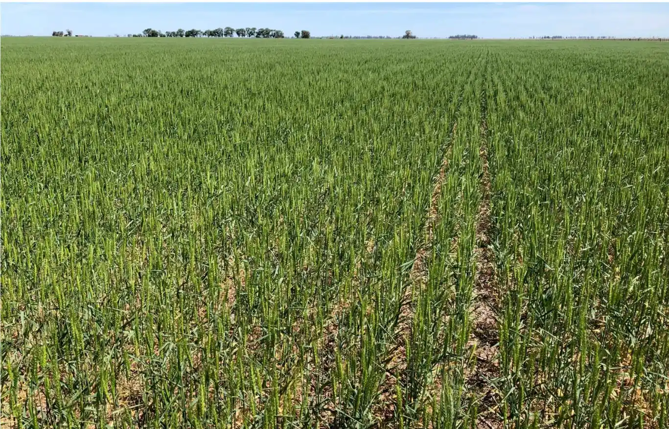 Las regiones de mayor potencial sostienen las expectativas del trigo