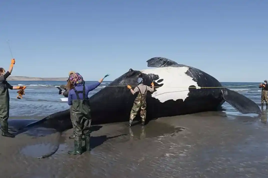 Siguen apareciendo ballenas muertas en Península de Valdés