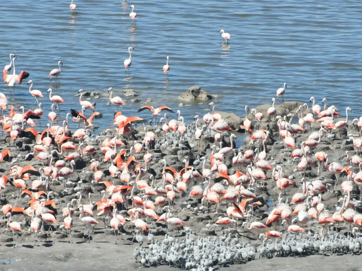 La mayor nidada de flamencos australes de Sudamérica se posó en Mar Chiquita