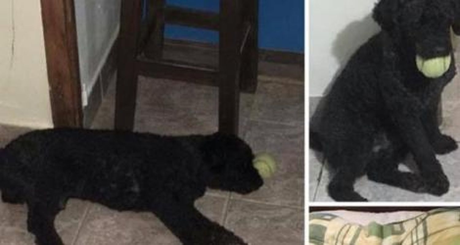 Perro perdido