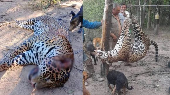Juicio histórico en Formosa por la caza de un yaguareté: el Gran Chaco, en alerta máxima