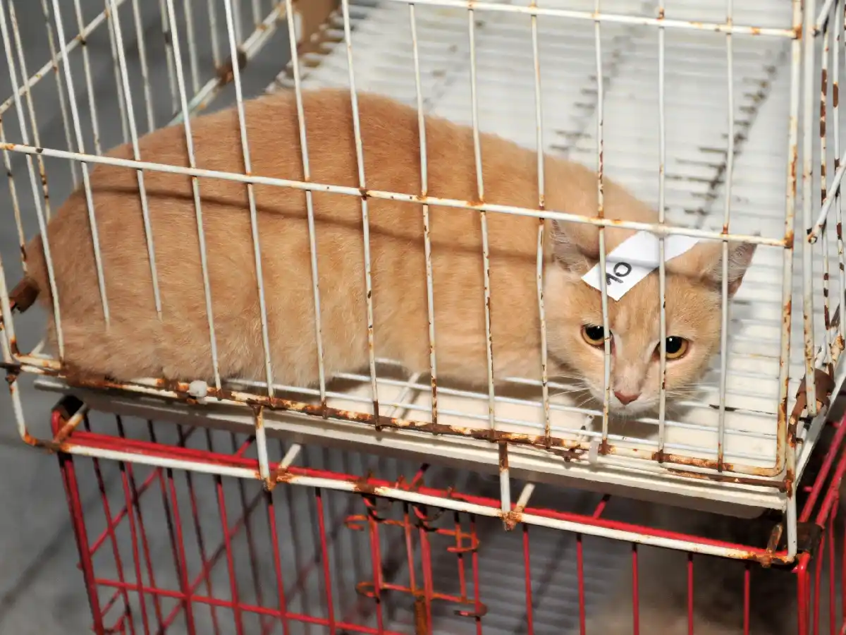 Retoma este sábado el servicio gratuito de castraciones