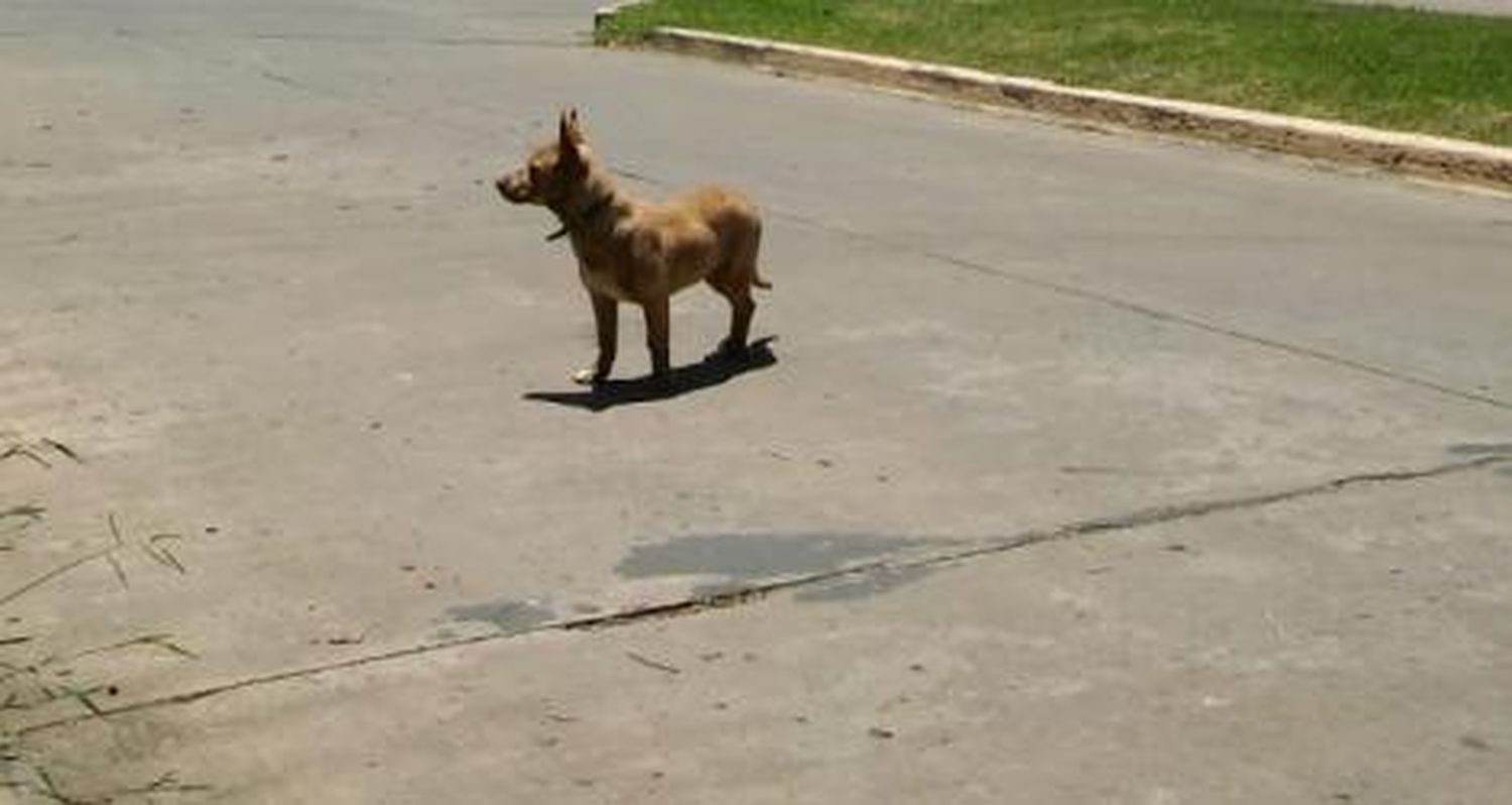 Perrito perdido