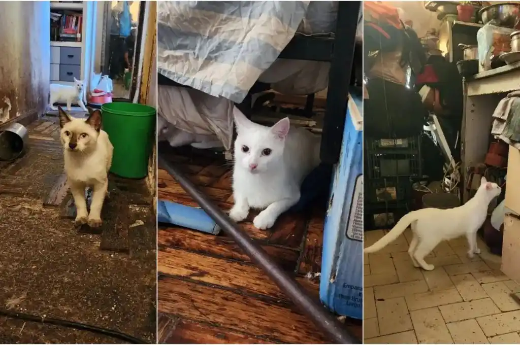 Macabro hallazgo en Villa Crespo: tenía gatos en el freezer que luego cocinaba en guisos