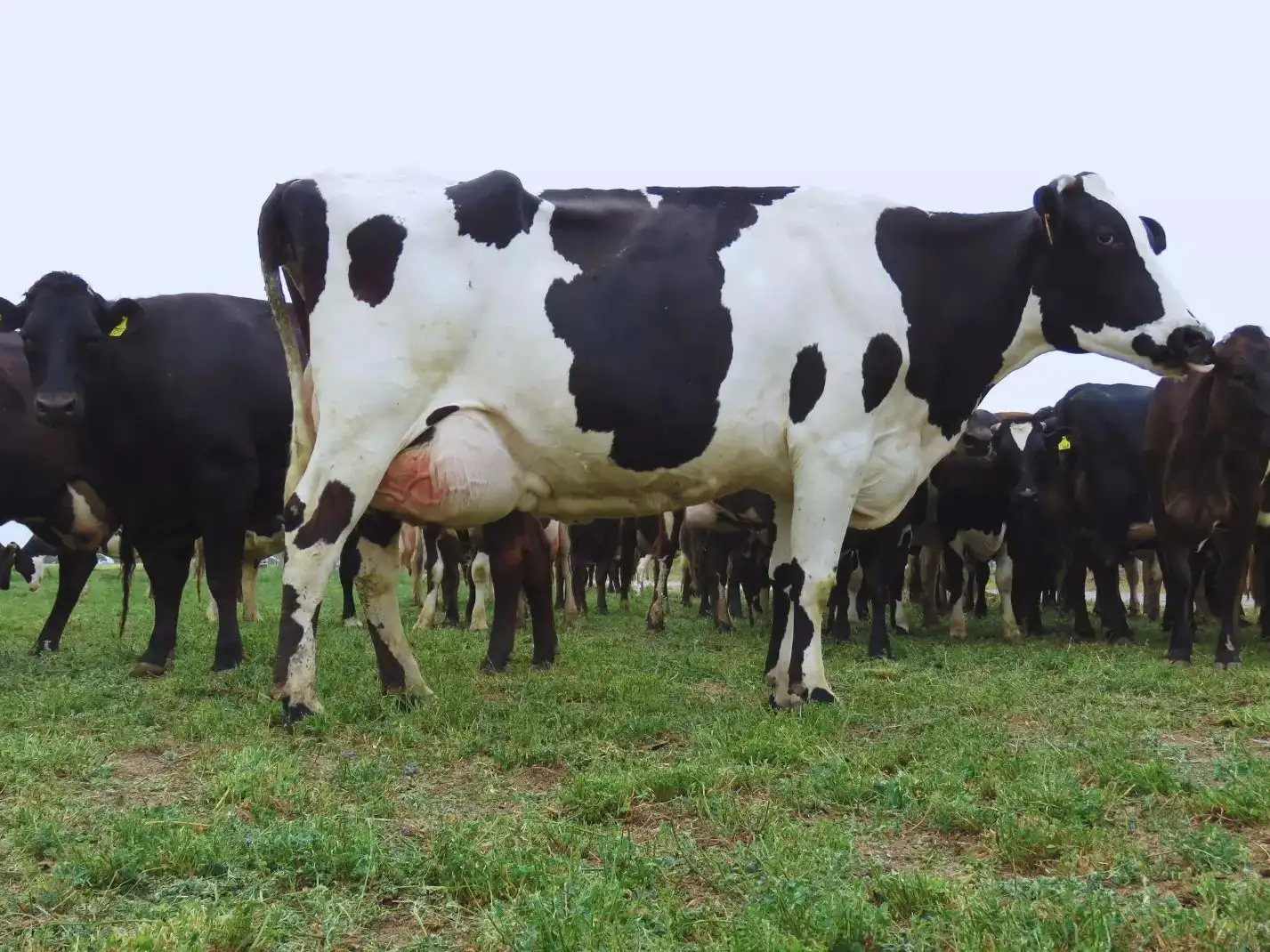 El Inta y la Universidad Nacional del Litoral desarrollan una vacuna para prevenir la mastitis.