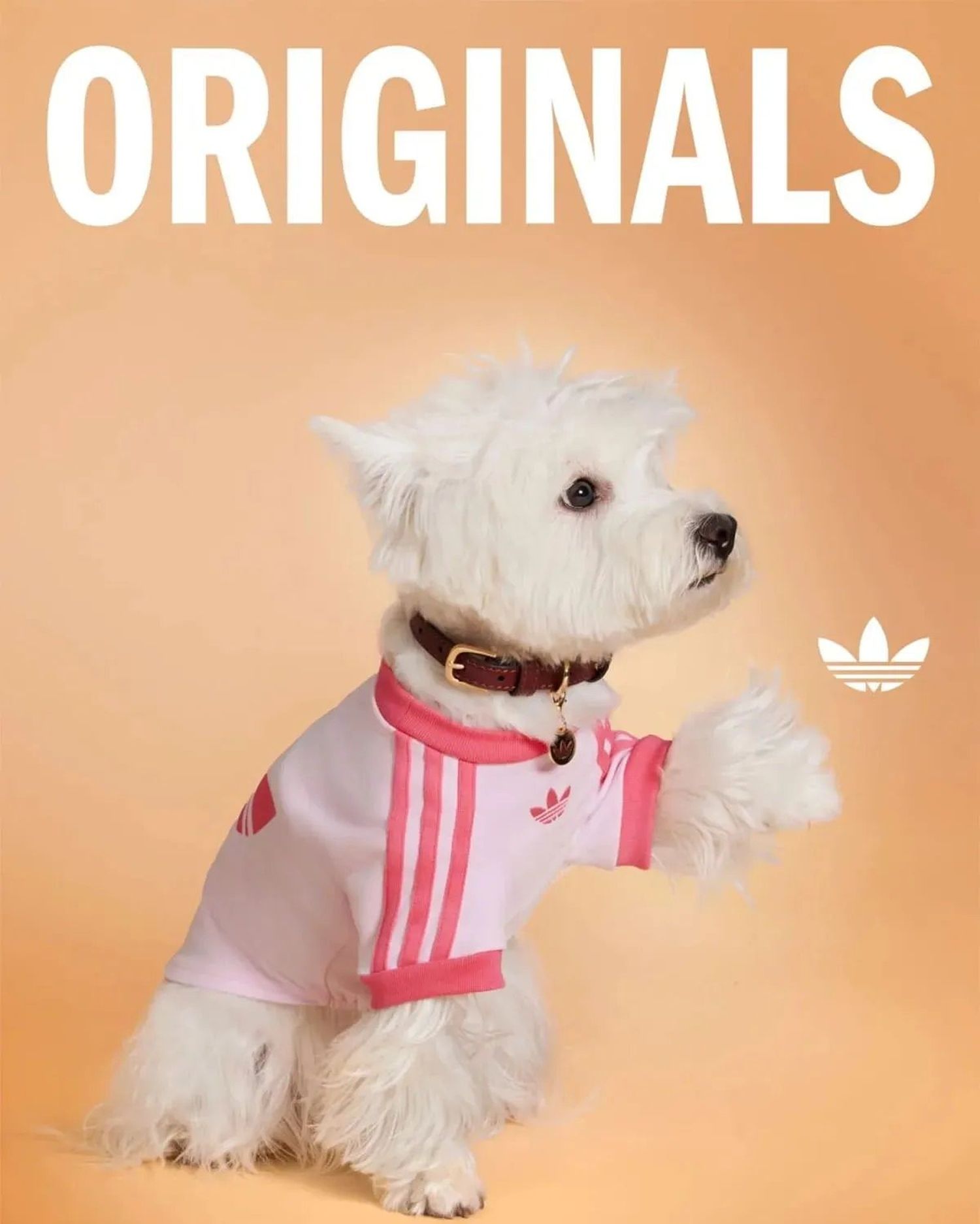 adidas mascotas - 3