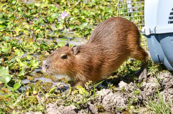 Liberaron carpinchos, comadrejas, un zorro pampeano y varias aves nativas en el norte de Santa Fe