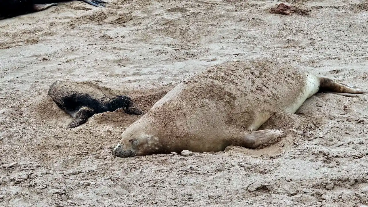 Nace un elefante marino en Puerto Quequén