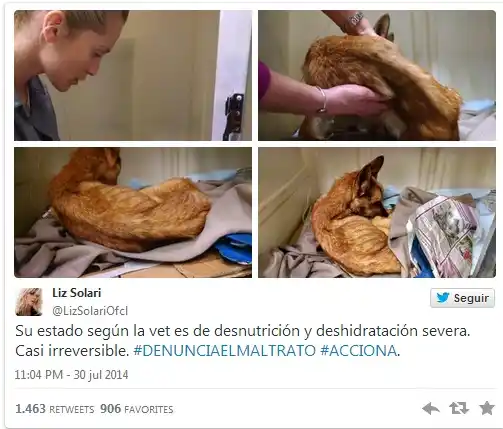 Conmovedor rescate de perro abandonado en balcón