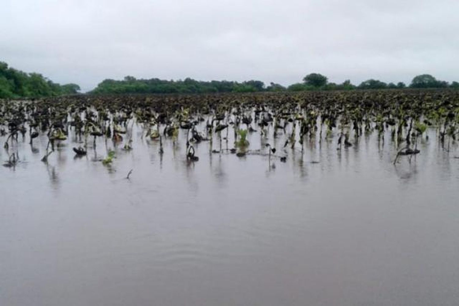 Chaco destinó casi $200 millones a productores
