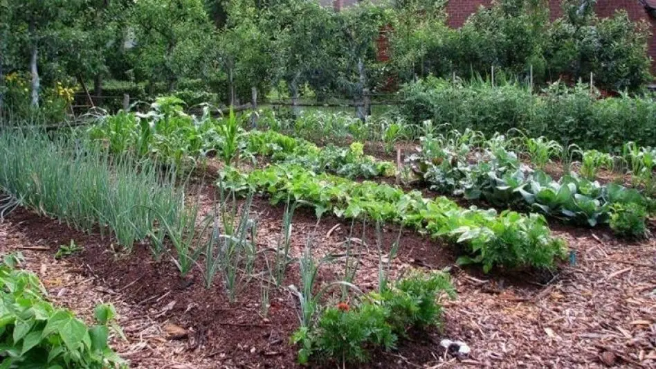 Se realizará un taller de huerta y compostaje