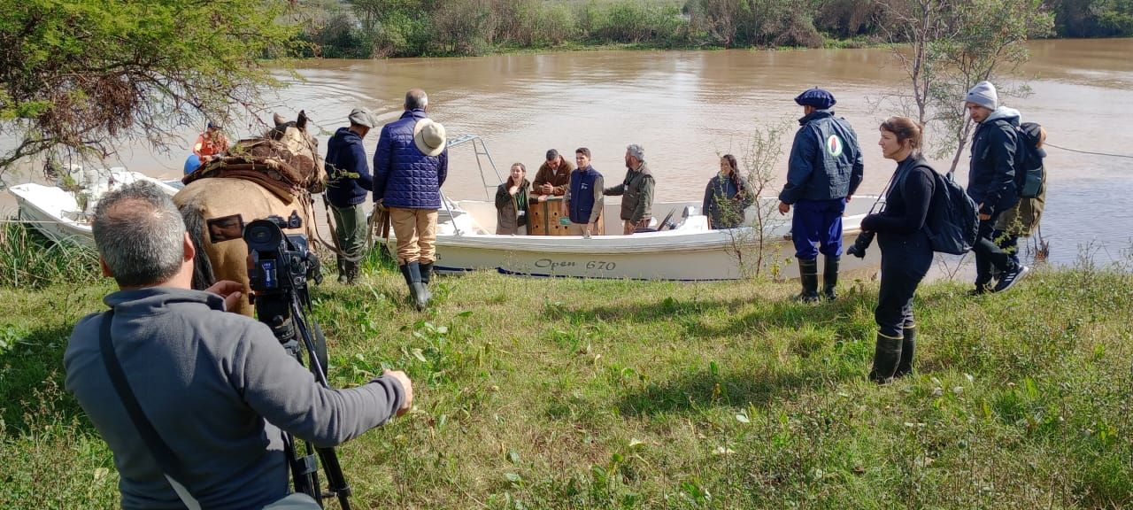 El momento de devolver a su hábitat natural el ejemplar de Aguará Guazú en Vuelta de Obligado. Foto: Regina Sarco.