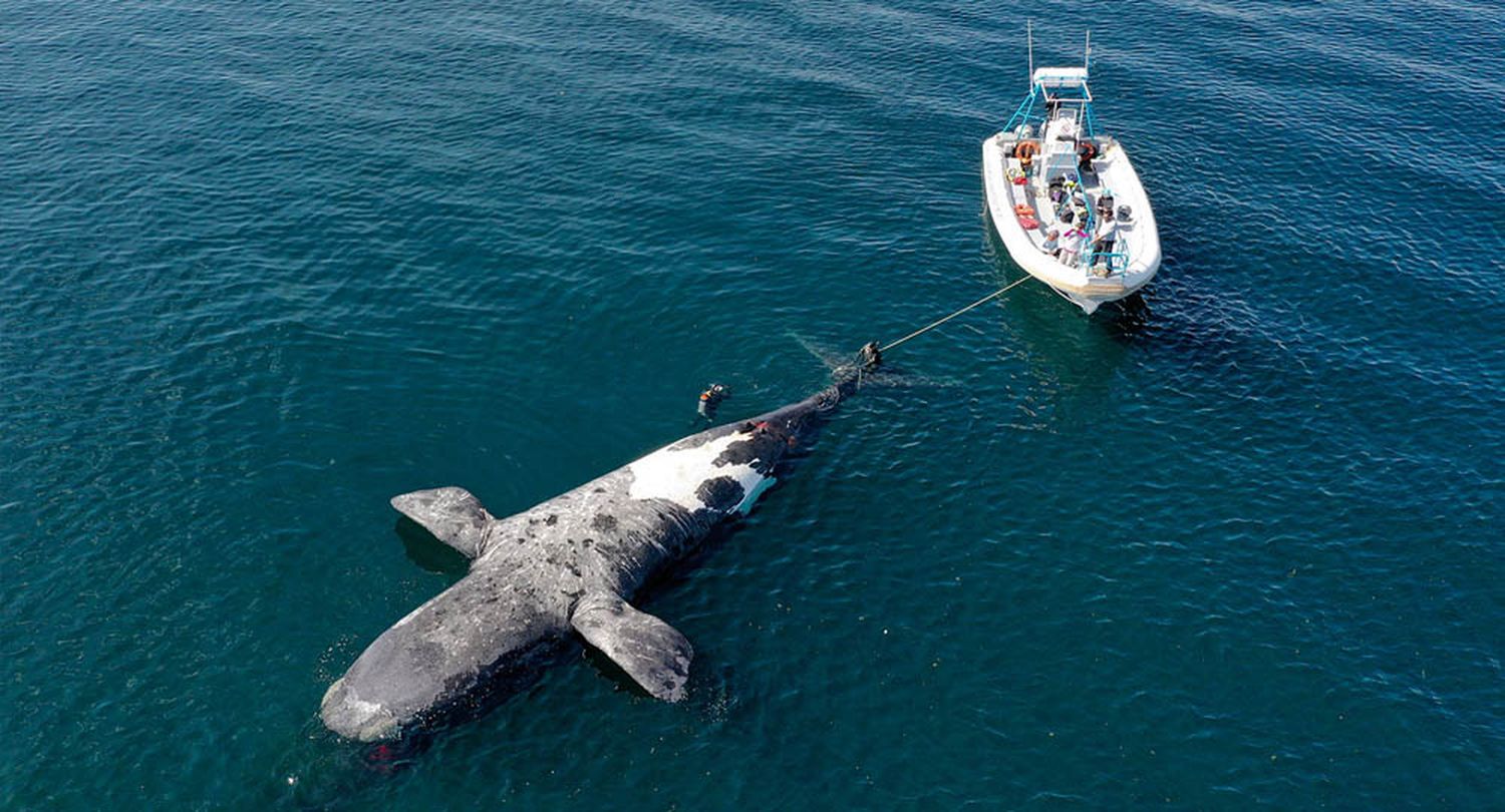 Ya son nueve las ballenas muertas halladas en Chubut: buscan determinar los motivos