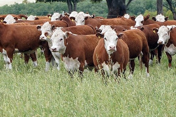 Alerta en la ganadería: grandes dificultades para recuperar el stock ganadero