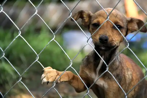 “La de Patitas es una tarea basada en convicción, solidaridad y filantropía”