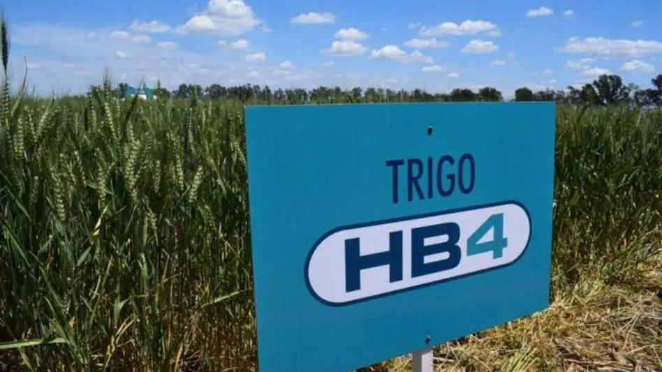 Trigo HB4: "La cautelar es un poco rara, pero uno podría hacer cumplir el hecho que no se use este herbicida"