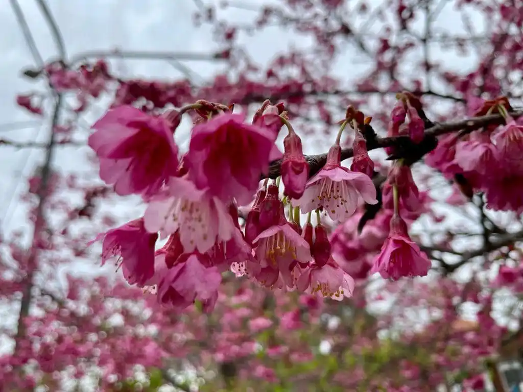 Chascomús prepara una nueva edición del “Sakura: Festival de Invierno”