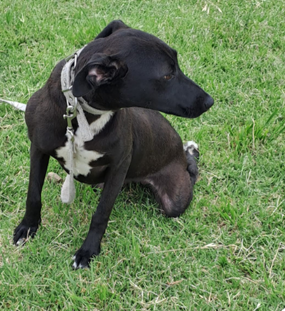Buscan la adopción responsable de una perra abandonada en el Colegio de Veterinarios