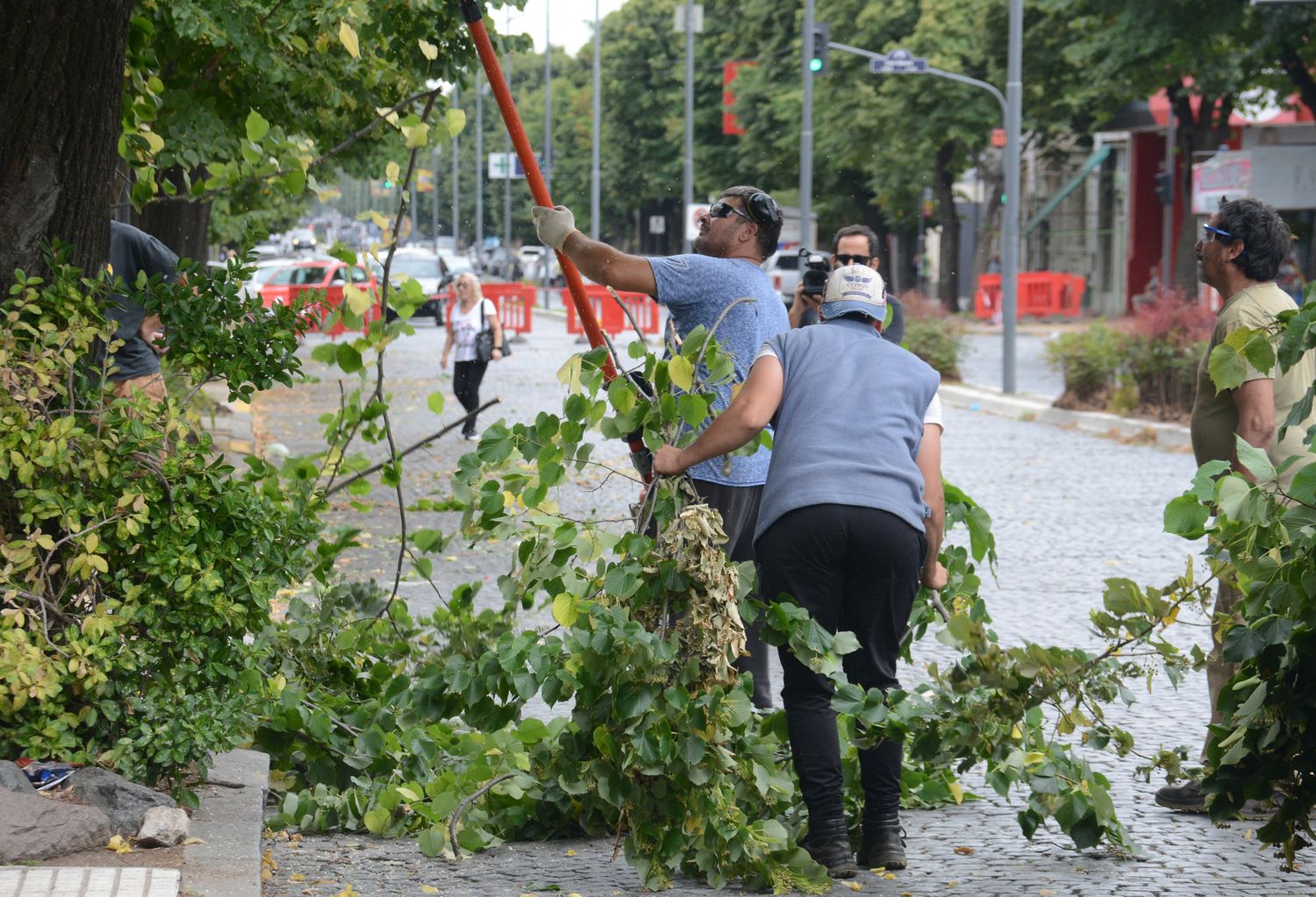 El Municipio avanza con las tareas de poda en av. Colón