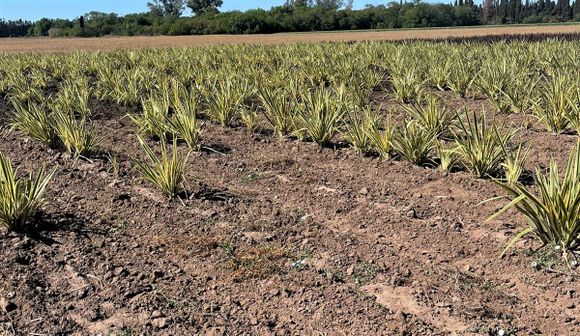 Robaron alrededor de 400 plantas de un vivero: llegaron en camioneta y eligieron lo que se iban a llevar