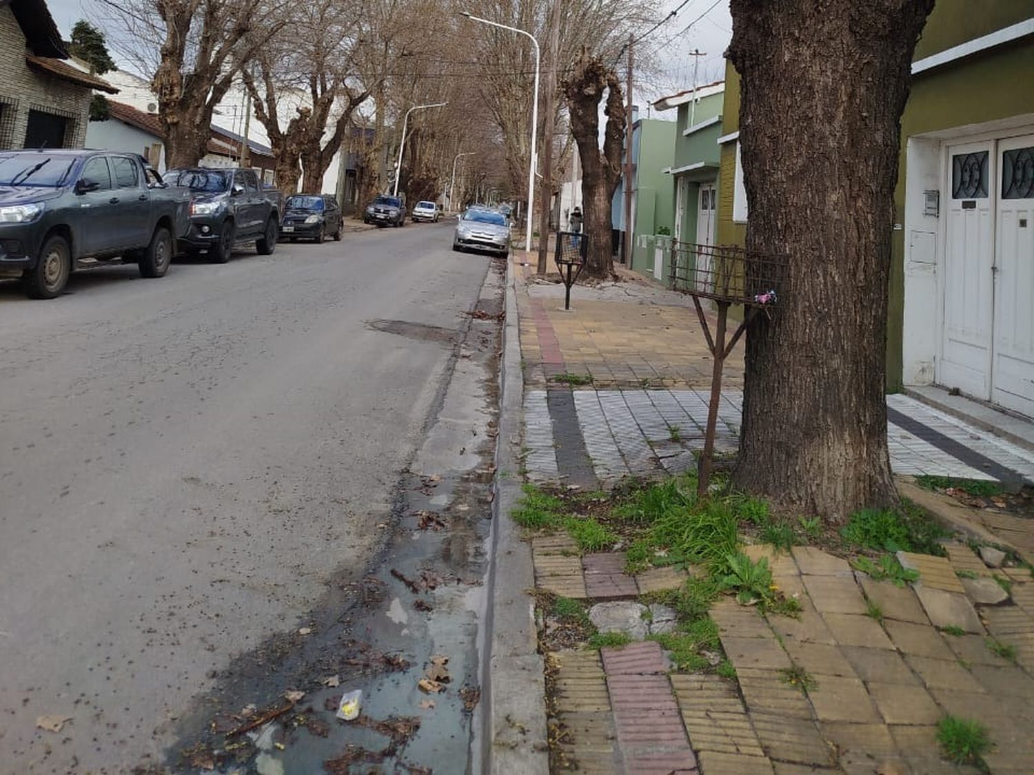 Establecieron "vereda jardín" para calles con árboles de gran porte