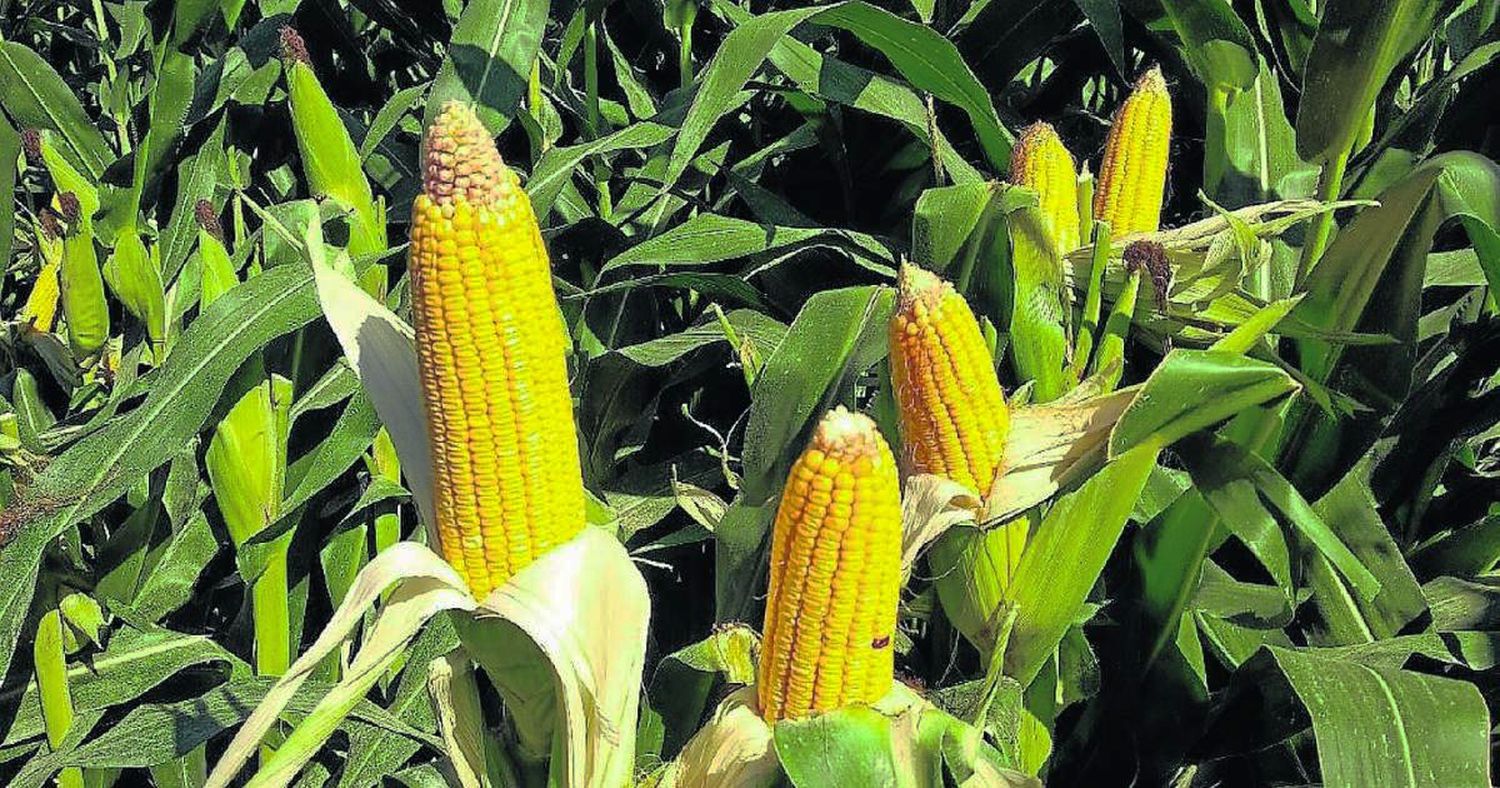 El avance en la siembra de maíz de primera es el más bajo de los últimos cinco años