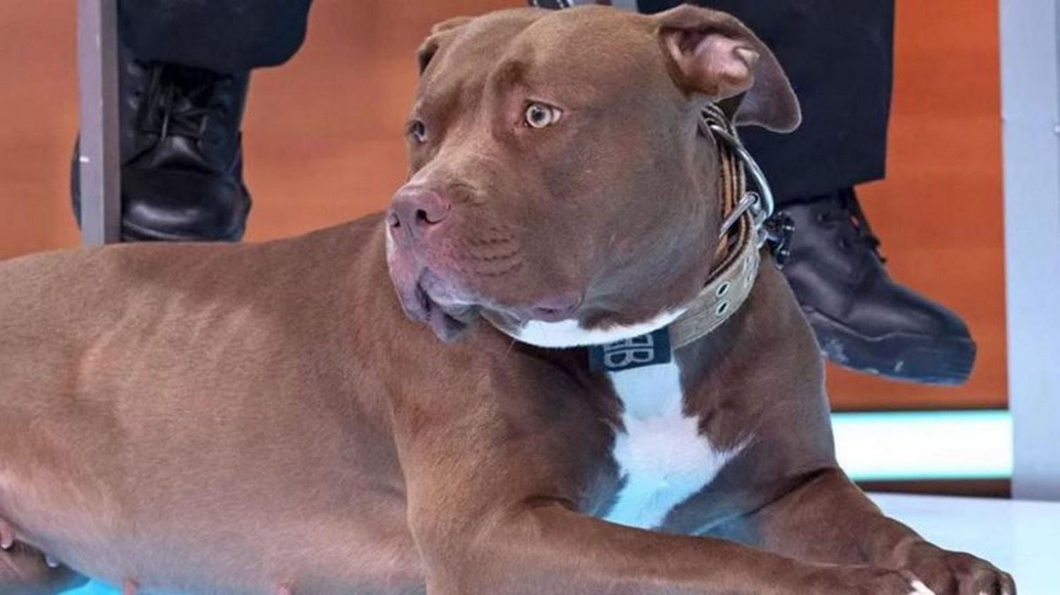 Abierta polémica en Reino Unido por el comienzo de SACRIFICIOS DE ESTA RAZA DE PERROS
