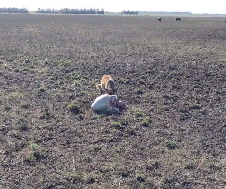 Abigeato: matan animales en varios campos del distrito