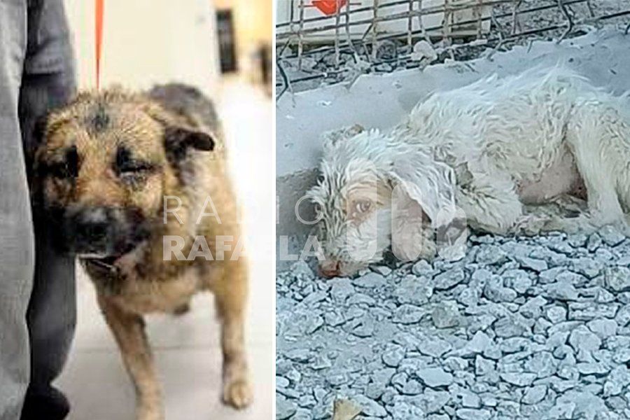 Los vecinos se cansaron y denunciaron a “Pancita” por maltratar, golpear hasta el desmayo y matar a sus mascotas