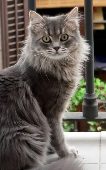 gatos - 1