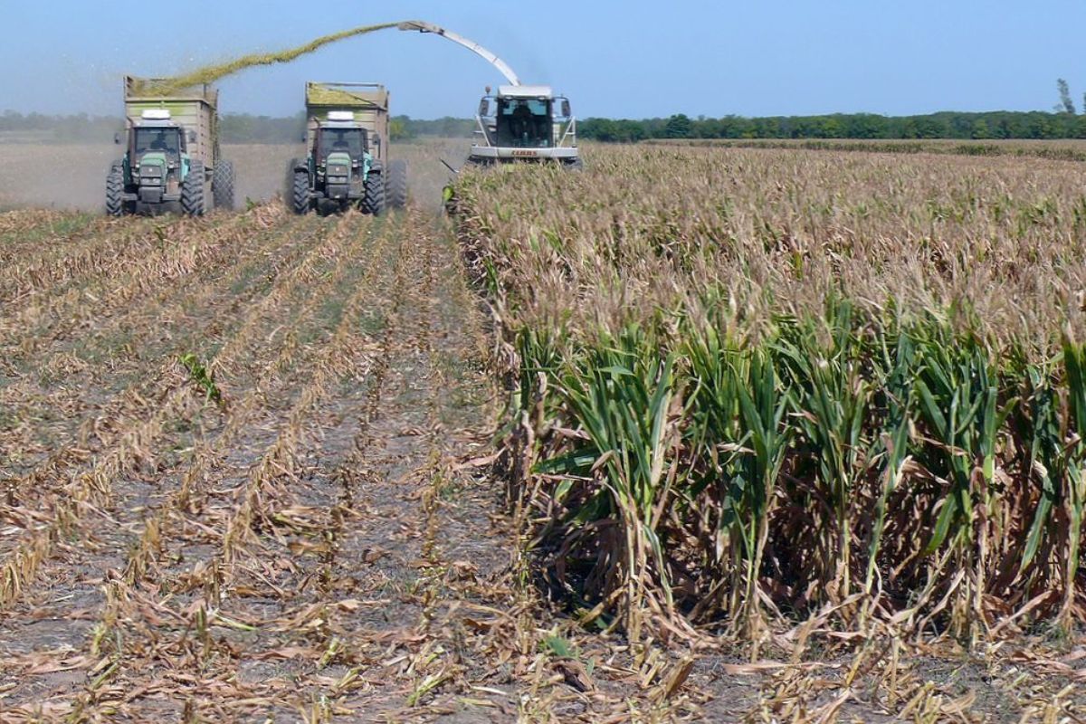El rendimiento promedio de grano fue casi 3 toneladas menos (29,75 qq/ha) que los 79qq/ha de la campaña anterior.