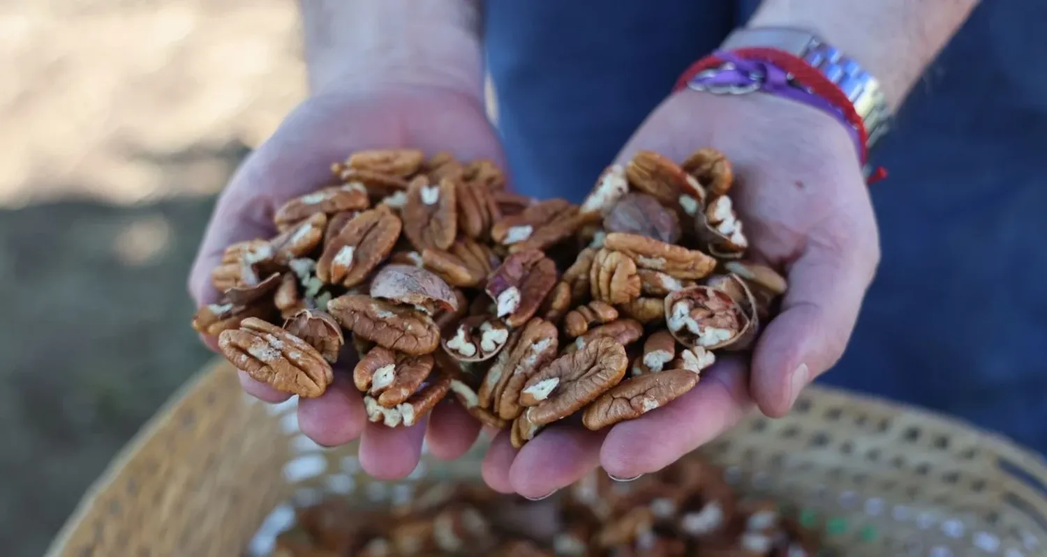 La nuez pecán, originaria de EE.UU., convocó también a proveedores de insumos como maquinarias para su procesamiento. Foto: Campolitoral