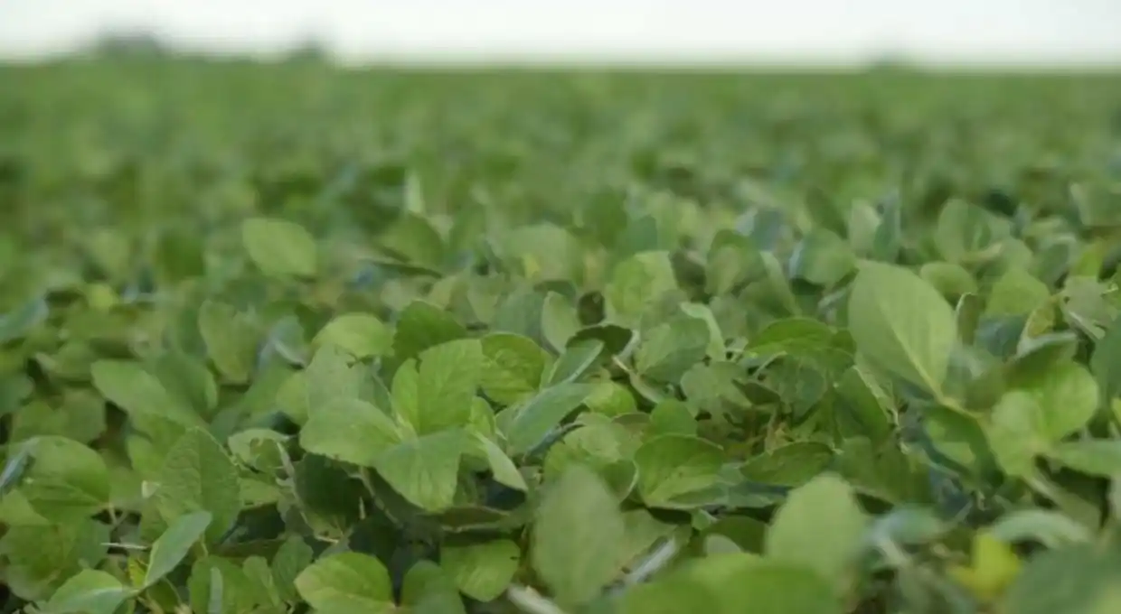 Las lluvias alejan el fantasma de la sequía