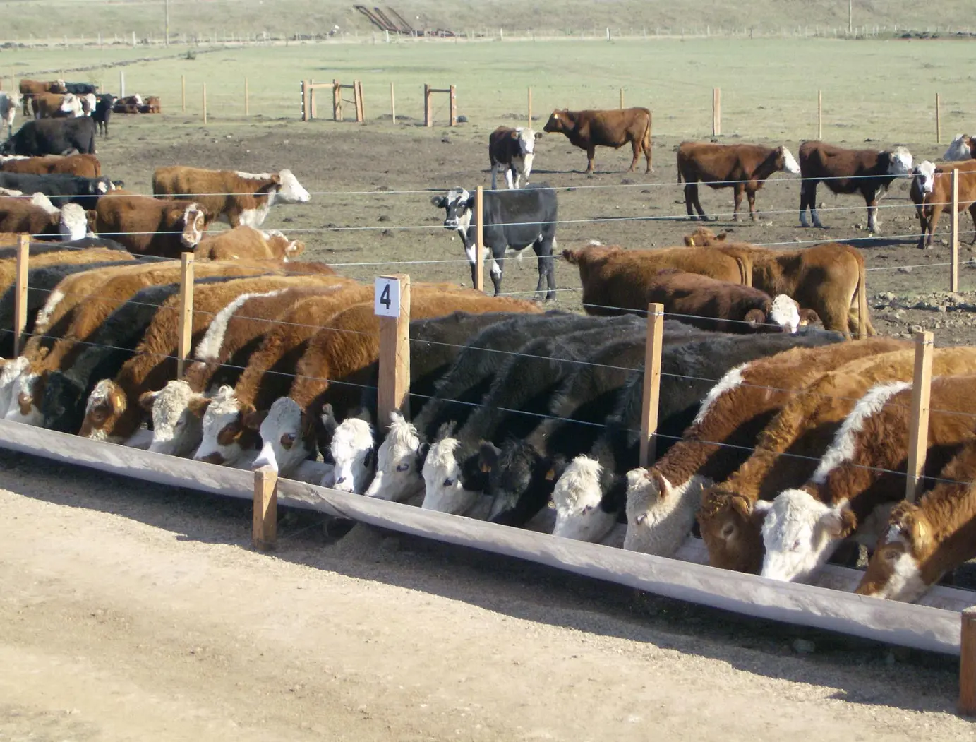 Buscan que los supermercados especifiquen si la carne es de feedlot o pastura