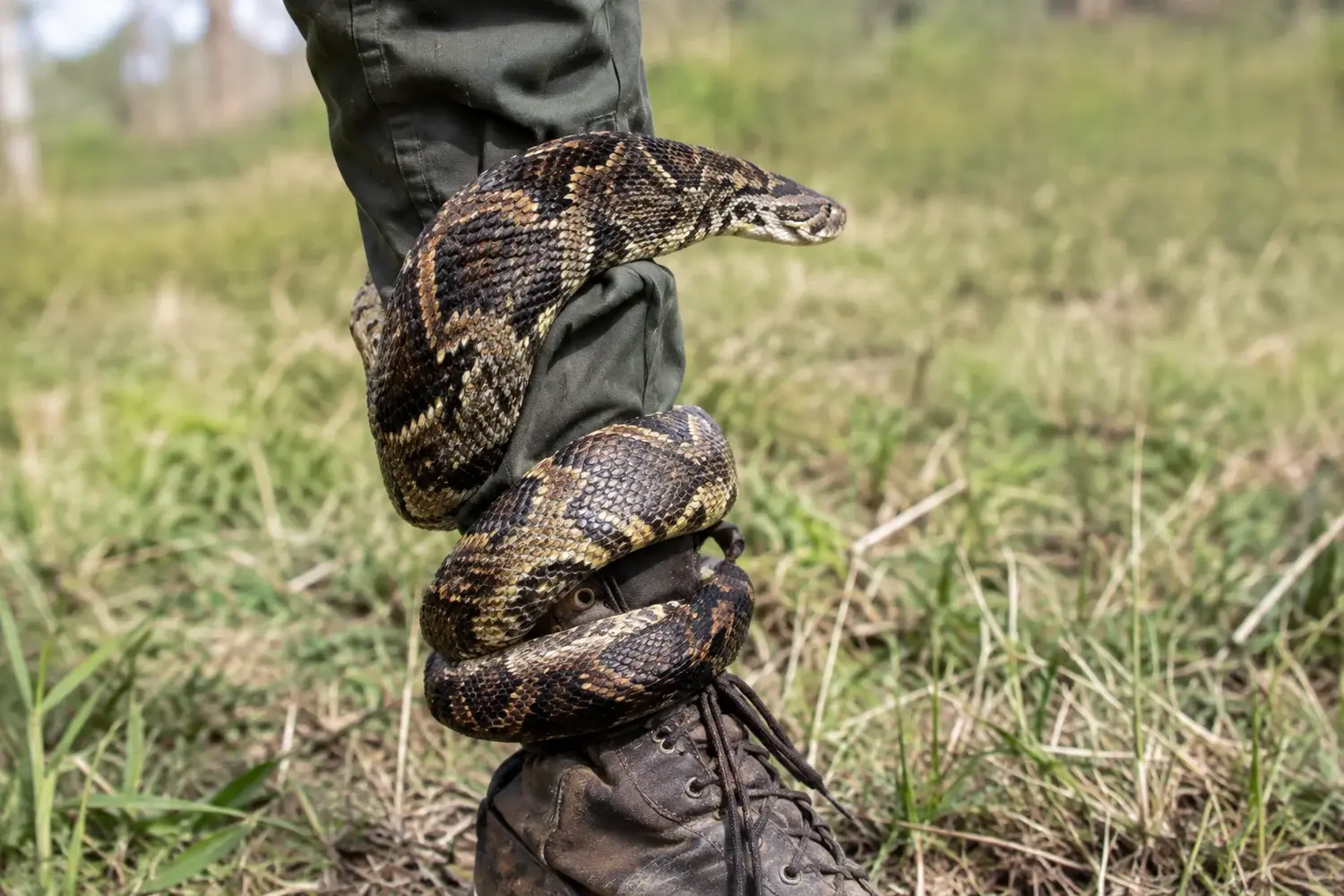Un cazador de Necochea fue mordido por una yarará en un campo de Lobería