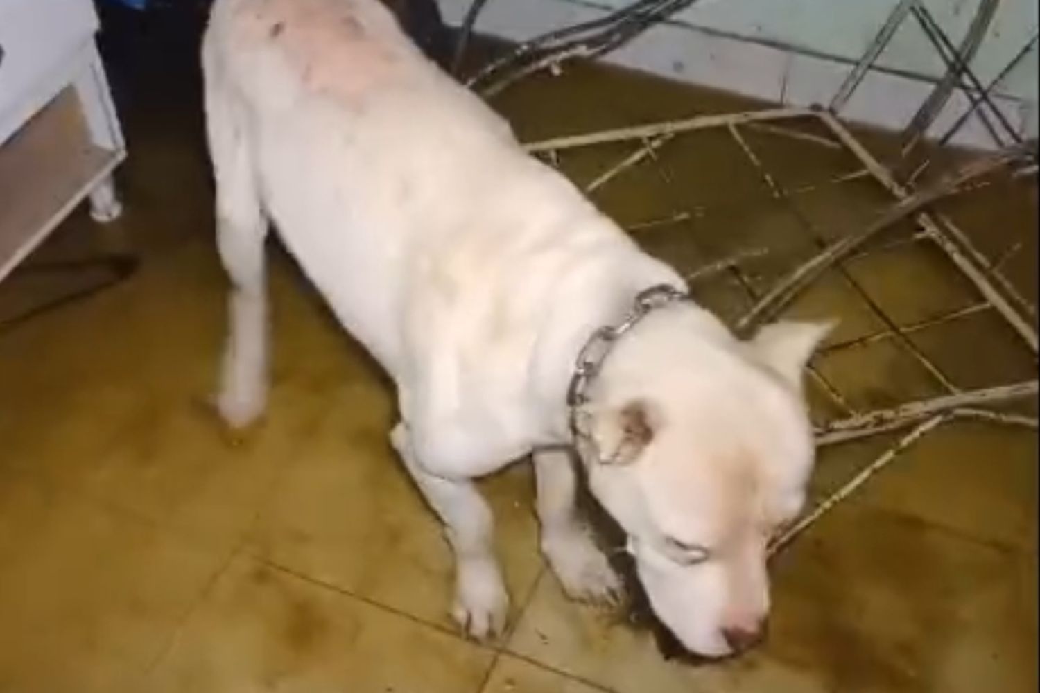 Rescataron a un perro que llevaba varias semanas encerrado en una casa de zona sudoeste