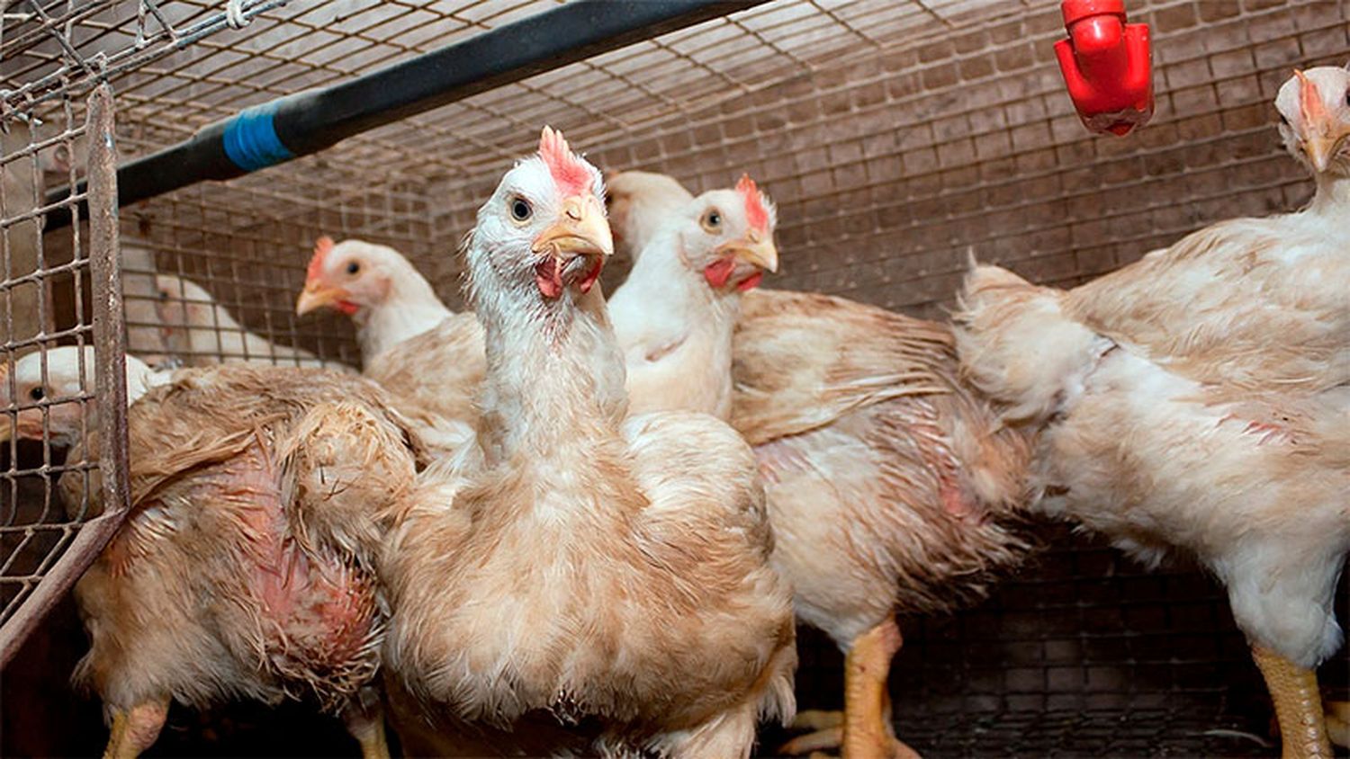 Influenza aviar: Senasa confirmó que no hubo nuevos casos esta semana