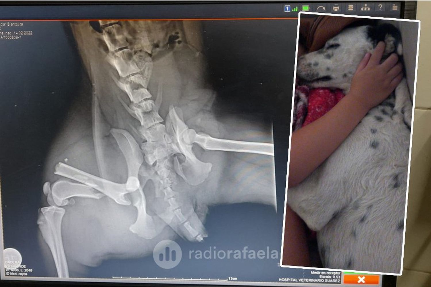 Chocaron a su perrita y necesita ayuda para poder operarla: ¿cómo colaborar?