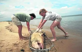 Misterio en Estados Unidos por la muerte de 124 delfines