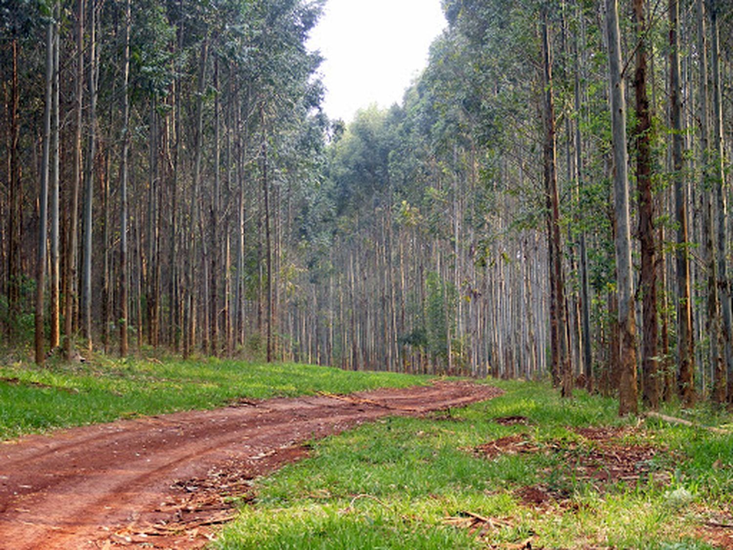 Agropecuaria Beneficios de la actividad forestal 