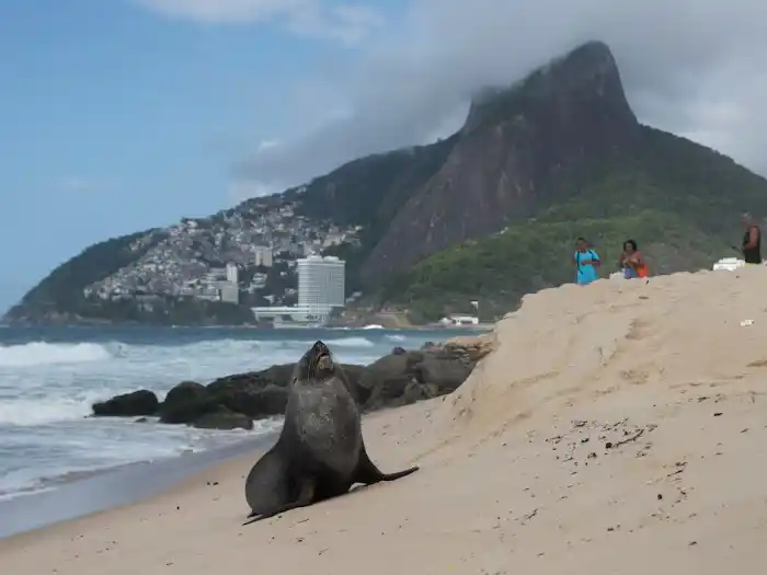 Un lobo marino sorprendió a bañistas y turistas en un playa de Río.