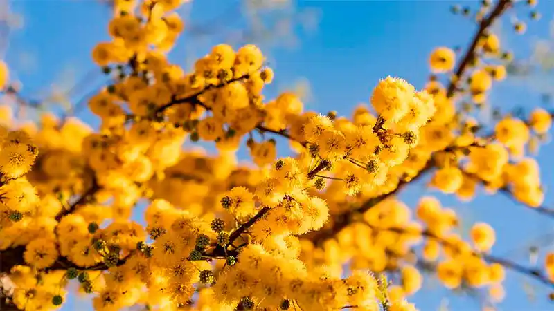 Se celebra el Día del Árbol Entrerriano