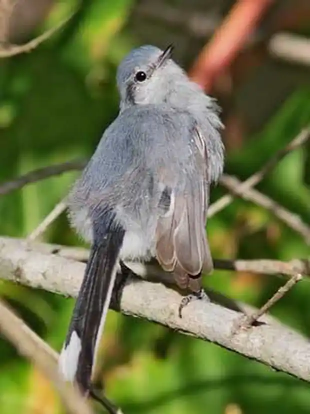 Relevamiento de aves en una reserva