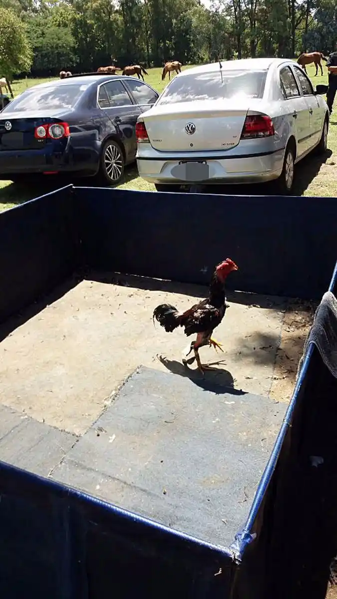 Pilar: Dos detenidos por organizar riñas de gallo