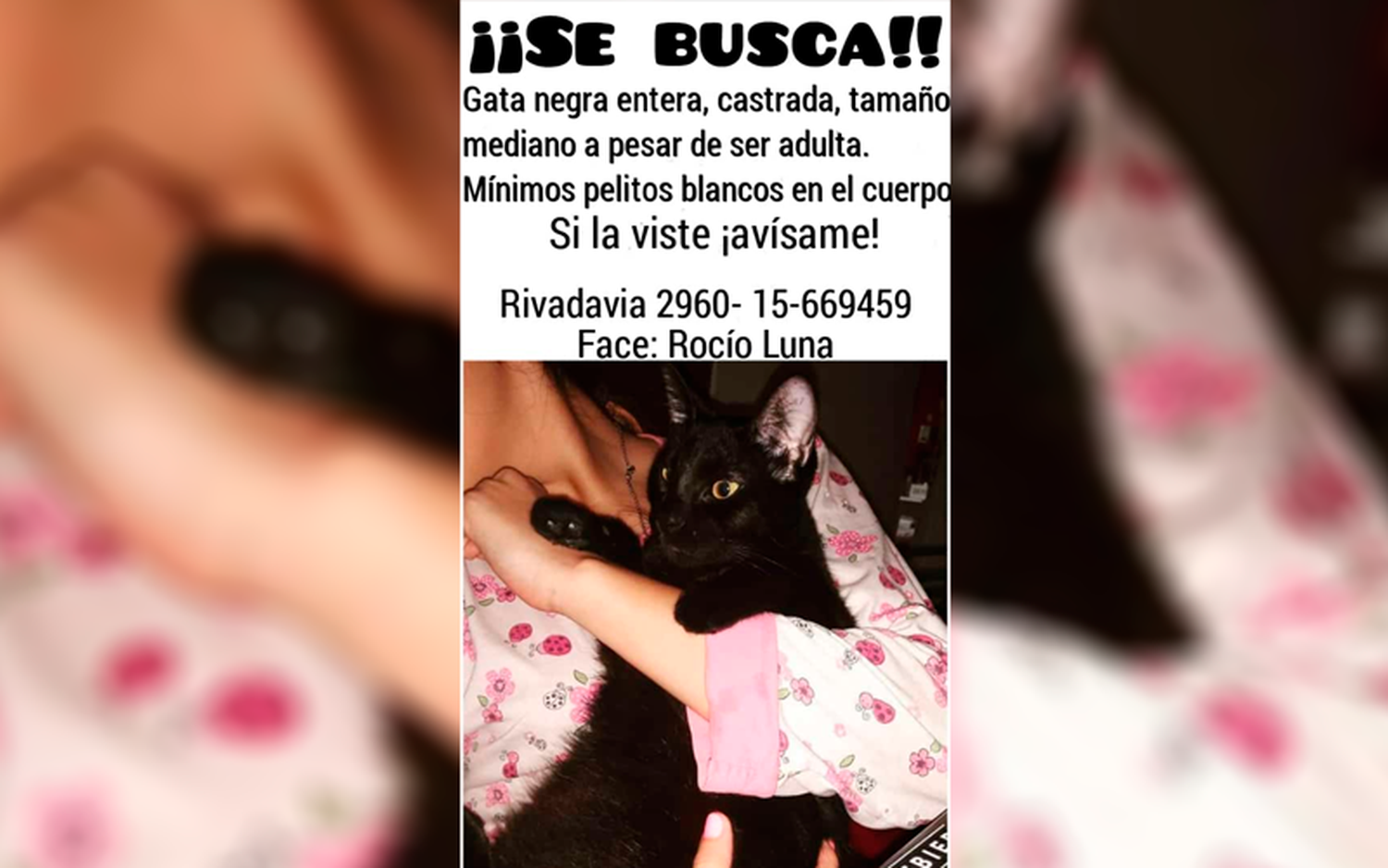Buscan gata negra perdida